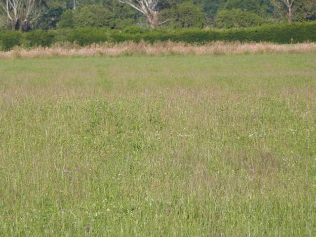 750 Rakahouka Hedgehope Road Mabel Bush_3