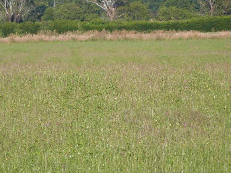 750 Rakahouka Hedgehope Road Mabel Bush_3