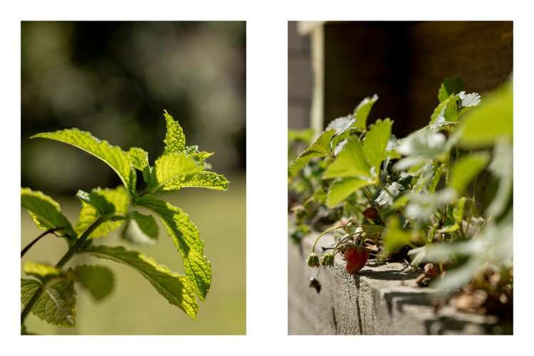 88 Sentinel Avenue Omokoroa_29