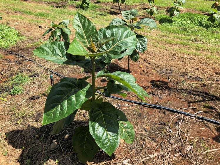 1358 State Highway 14 Maungatapere_17