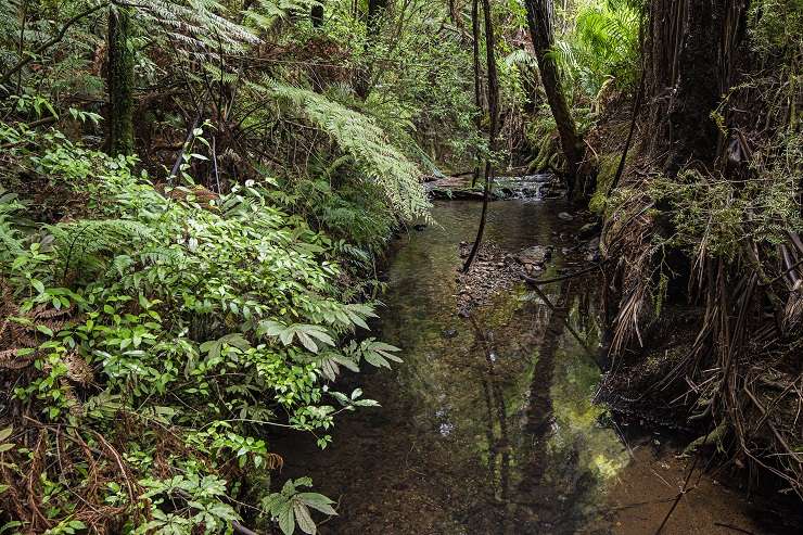 The 80ha property at 620 Russell Road comes with a <img00,000 food forest and a flying fox. Photo / Supplied