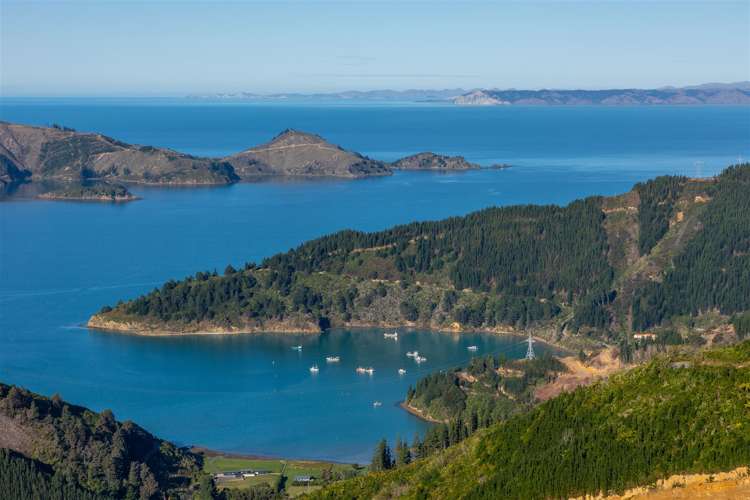 1476 Port Underwood Road Oyster Bay Port Underwood_10