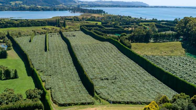 215 Ongare Point Road Tahawai_3