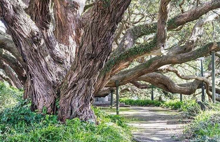 3e/2 Eden Crescent Auckland Central_14