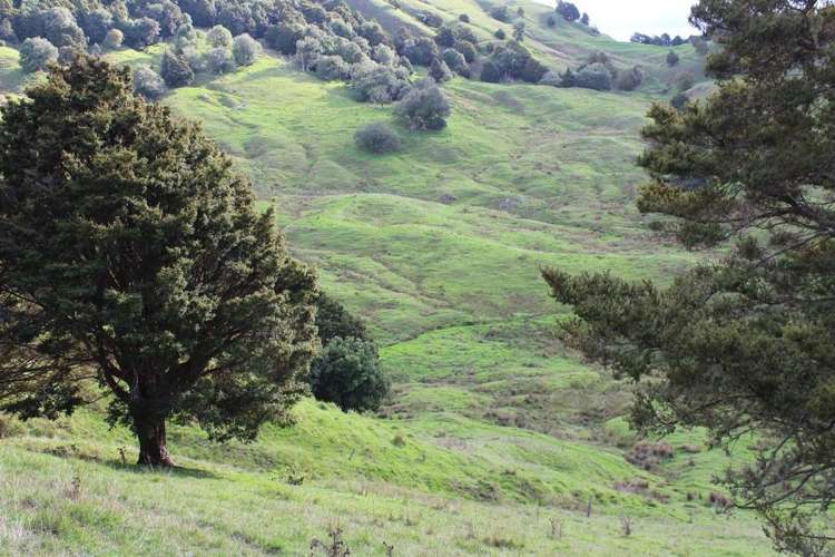 Pipiwai Road Ruatangata_14