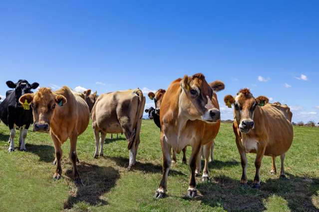 331 Kneebone Road Orini_1