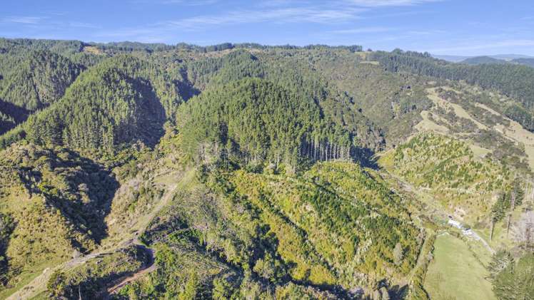 1 State Highway 2 Taneatua_5