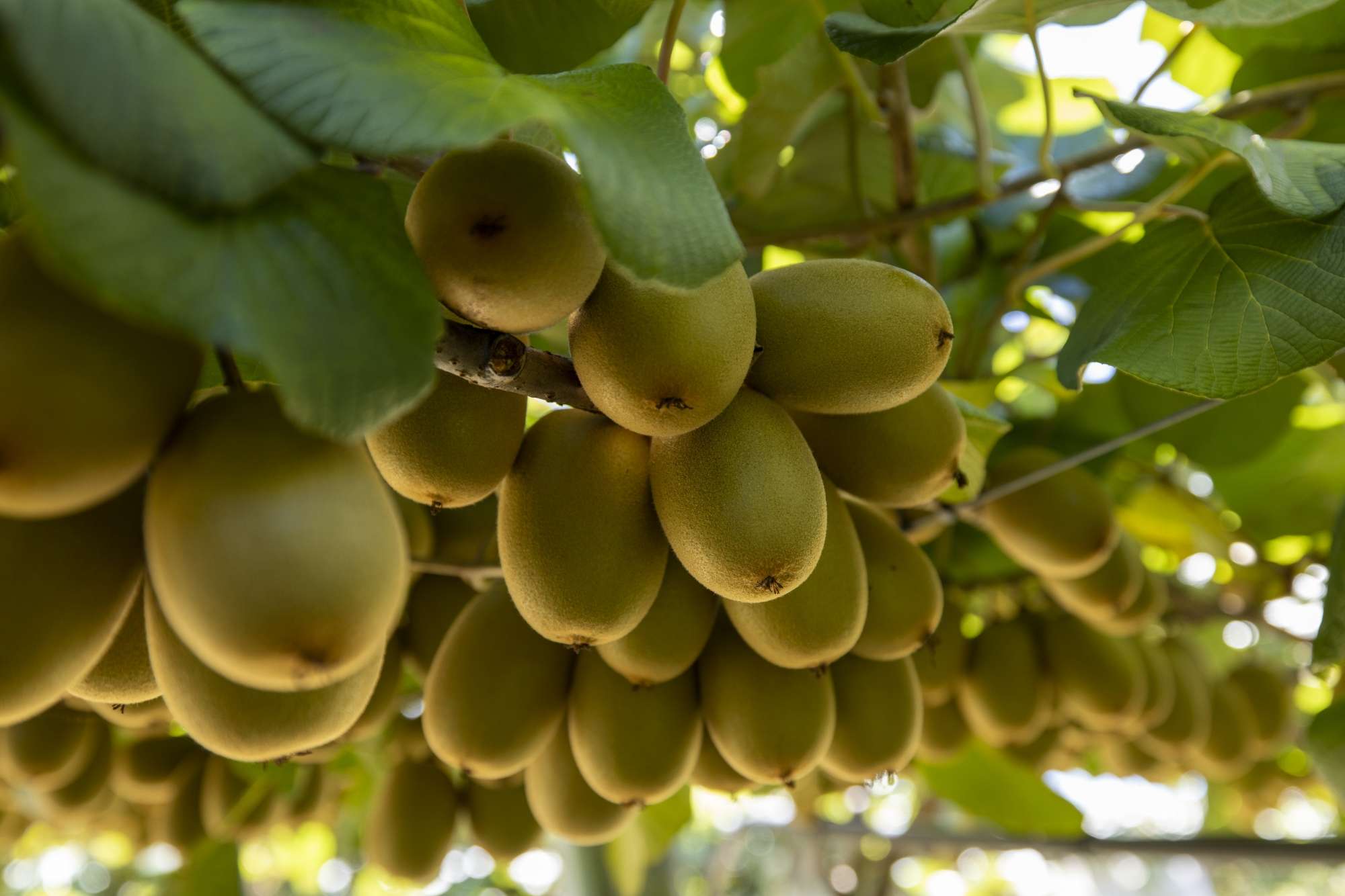 588 Te Puke Highway Te Puke Western Bay Of Plenty Rural Property