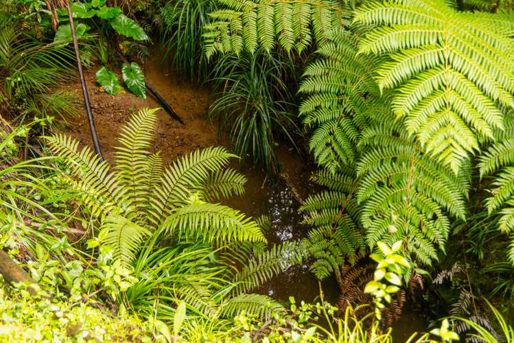 81 Grange Street Warkworth_34