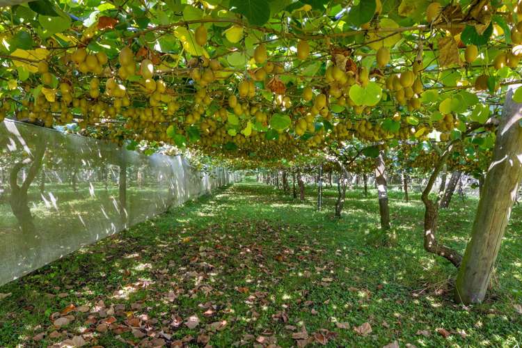 1151 Oreipunga Road Maungatautari_17