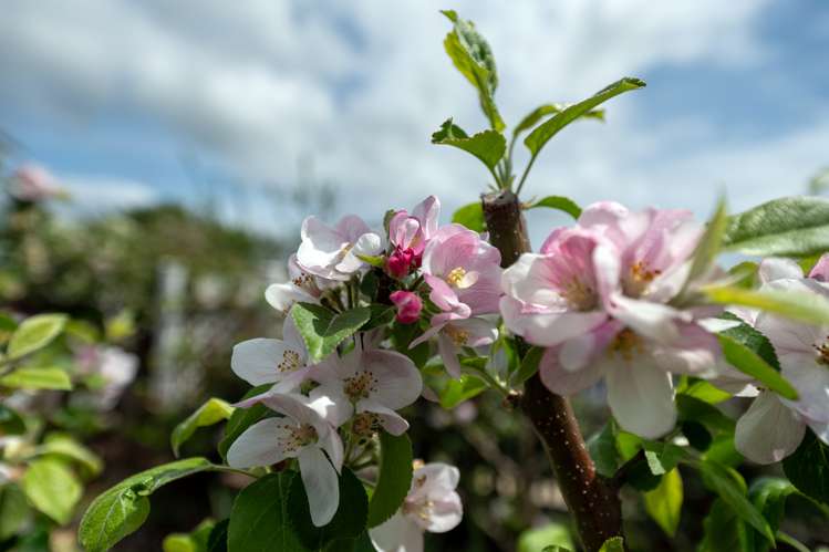 44 Robertson Street Glenholme_29