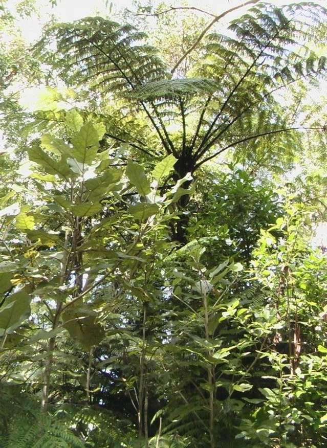 219 Sailors Grave Road Pumpkin Hill_4