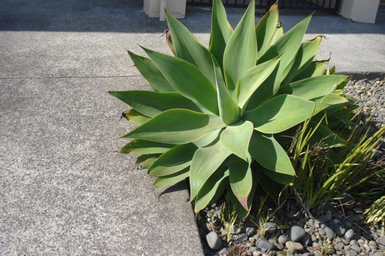 2/8 Monte Cassino Place Birkdale_5