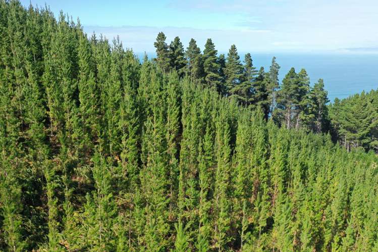 Queen Charlotte Forest, Onapua Bay Marlborough Sounds_23