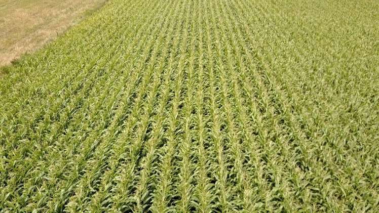 124 Tramline Road Patetonga_5