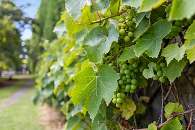 532a State highway 2 Wairoa_12