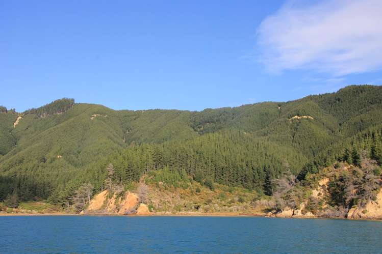 Queen Charlotte Forest, Onapua Bay Marlborough Sounds_14