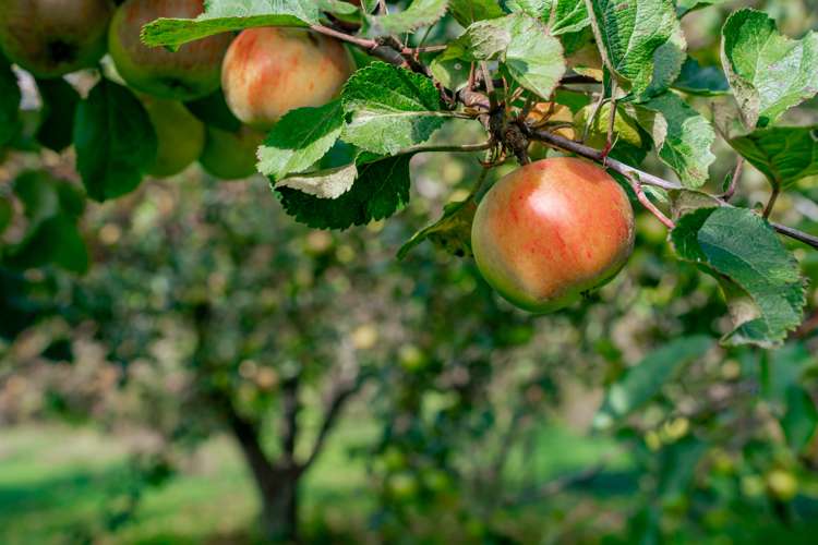 8 Roches Lane Lumsden Surrounds_11