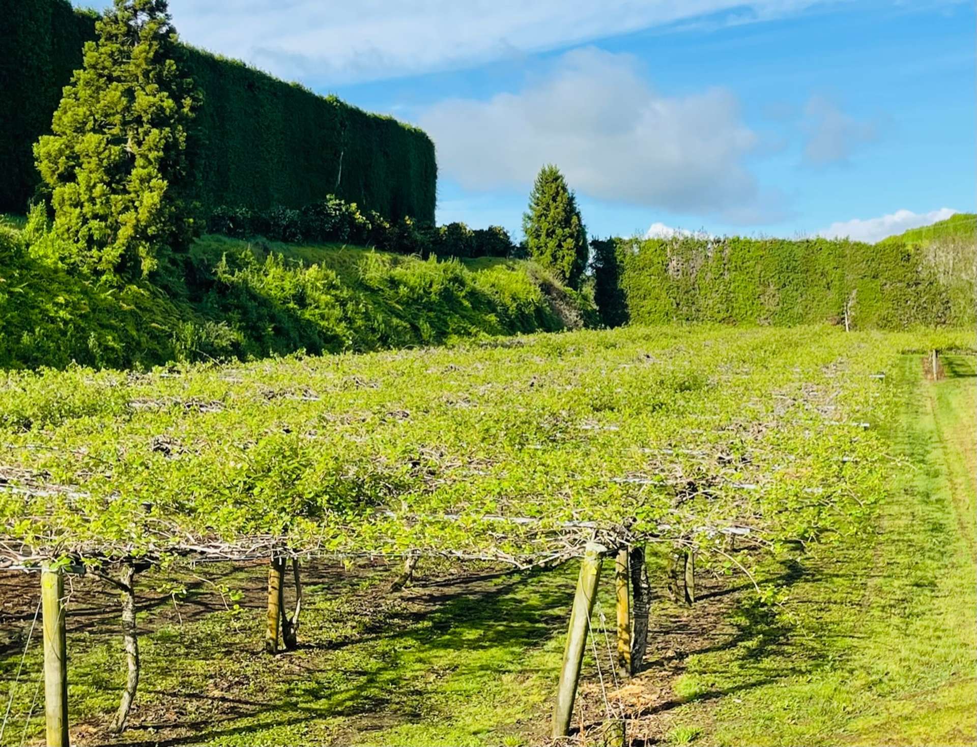 547 Te Matai Road Te Puke_0