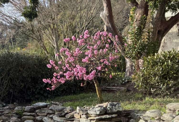 1 Scotland Street Roxburgh_14