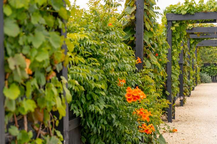 24 Cologne Street Martinborough_17