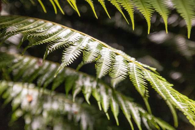 Lot 2/72 Belk Road South Omanawa_2