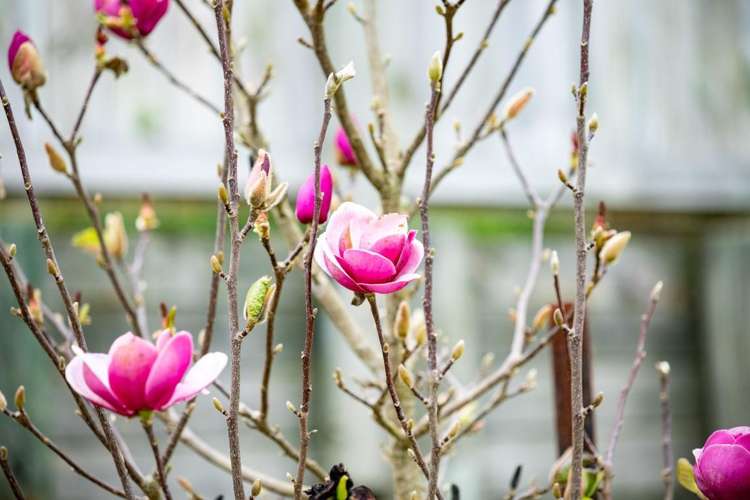 39 Springfield Crescent Enderley_17