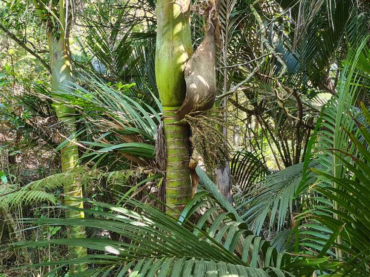 110 Wood Road, Colville Coromandel_10