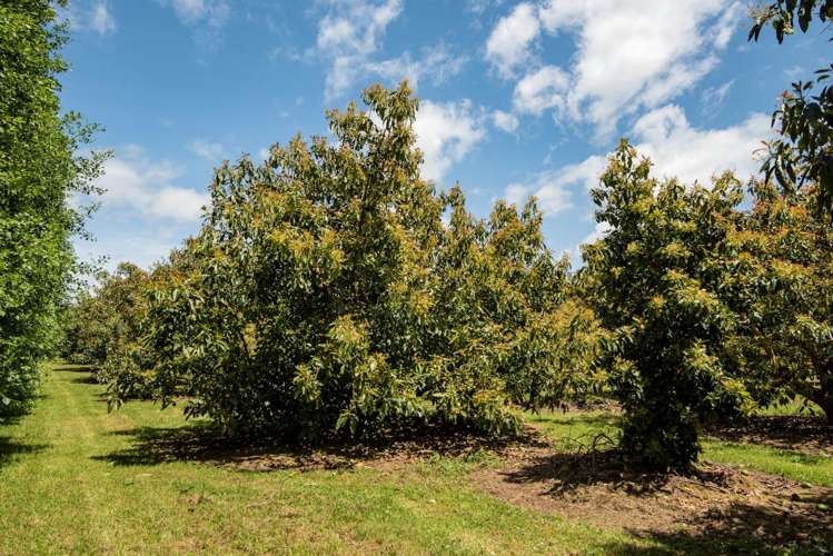 27 Watrous Downs Maungatapere_6