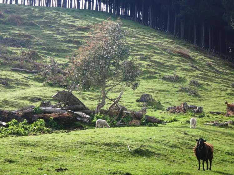 18 Kirk Street Matawai_13