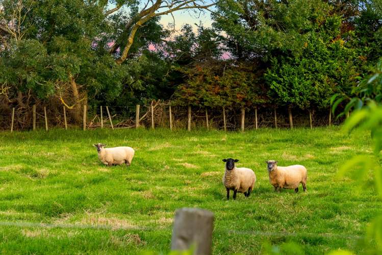 185 Woodhouse Road Patumahoe_50