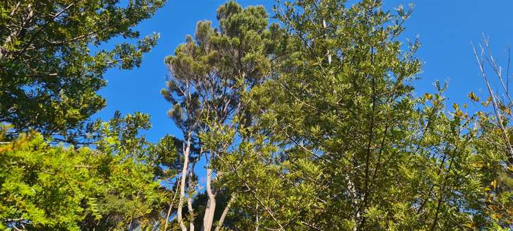 Whangaroa Road Kaeo_12