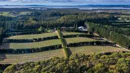 New Zealand’s biggest avocado orchard for sale