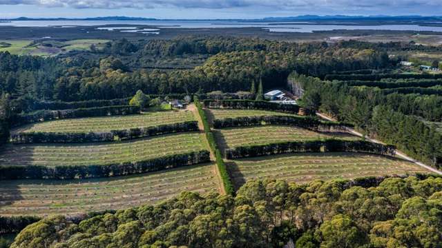 New Zealand’s biggest avocado orchard for sale