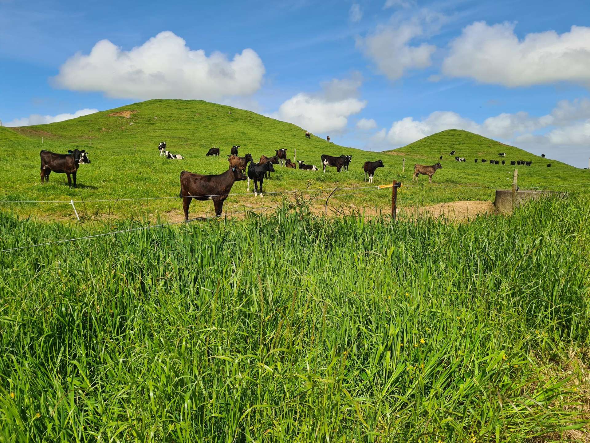 0n Parihaka Road Pungarehu_0