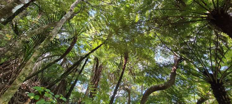 Whangaroa Road Kaeo_11