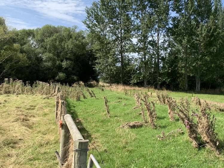 2 Nelson Street Milton_18