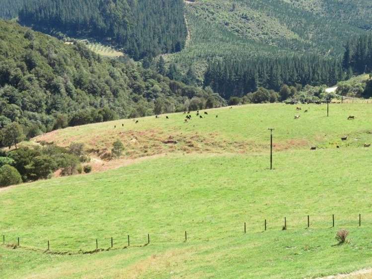 472 Maungatapu Road Rai Valley_9