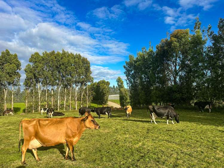 318 Waipango Ermedale Road Gummies Bush_12