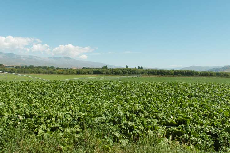 26 Eastern Road Duntroon_9