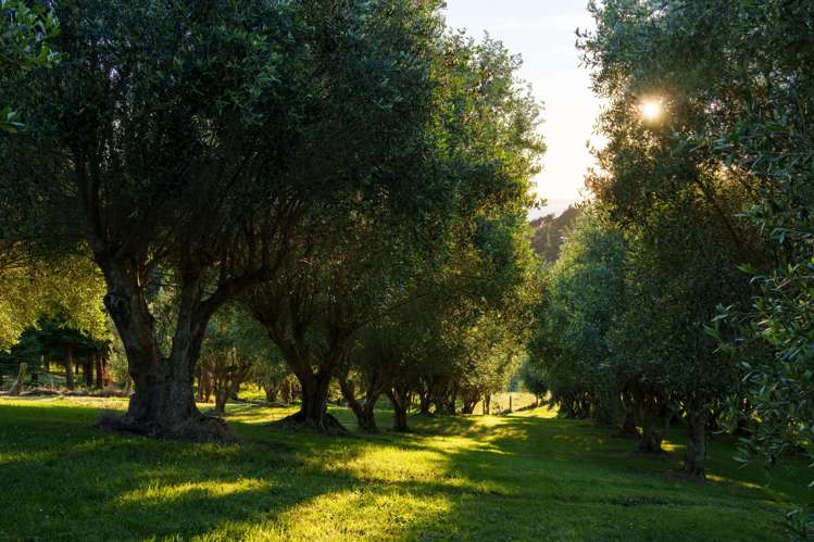 36 Sirrah Street Okitu_26