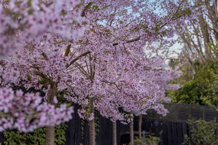 2 Ridge Road Oneroa_13