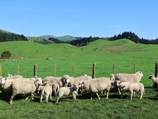 98 Millstream Road Dannevirke_1