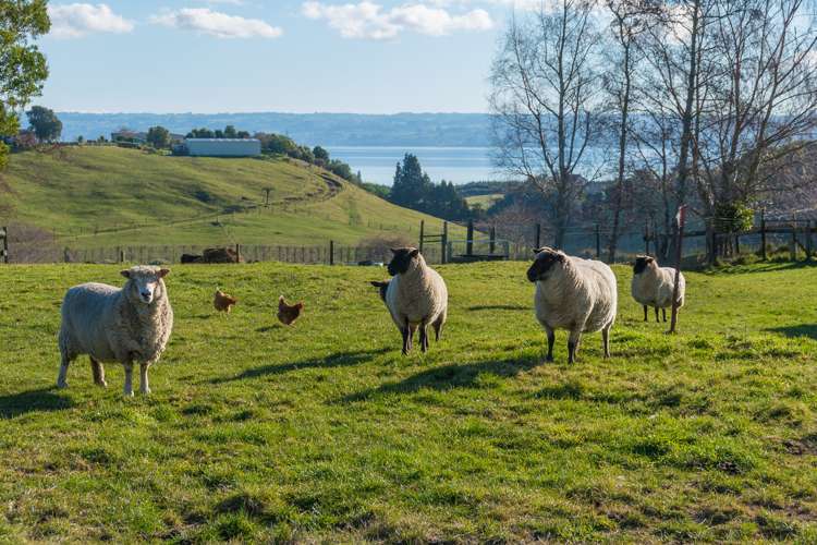 71a Te Puea Road Tikitere_24