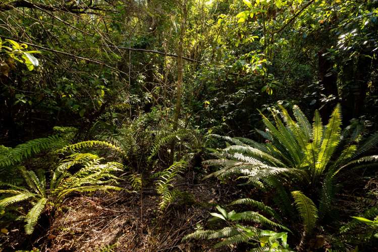 Waiwhero Road Ngatimoti_15