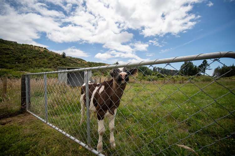 230 Stringer Road Upper Moutere_29