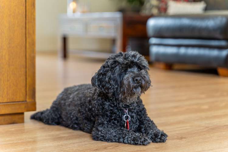 4 Fitzwilliam Drive Torbay_7