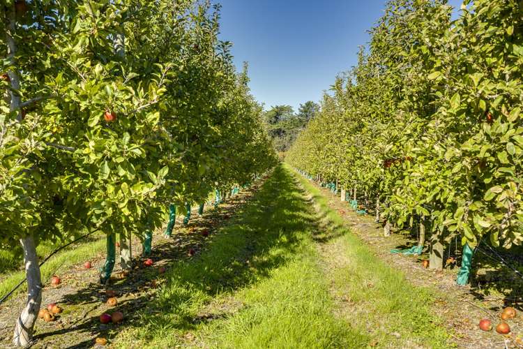 83 Mount Erin Road Havelock North_5