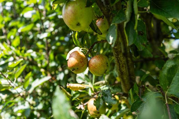 69 Bell Street Featherston_27