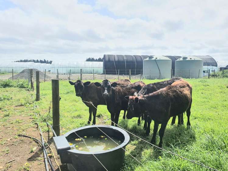 7 Ridge Road Tuakau_11